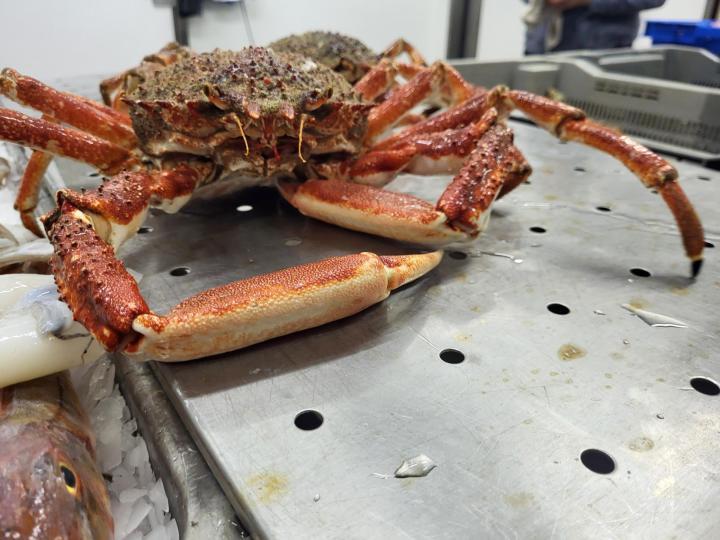 Vente de fruits de mer Erquy