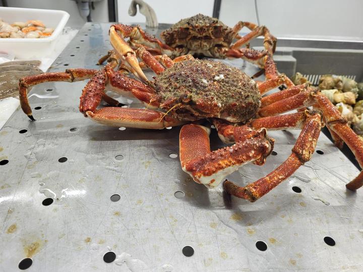 Vente de fruits de mer Erquy