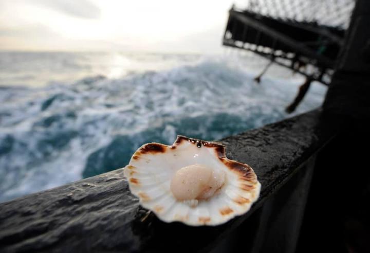 Vente de poissons aux marchés Erquy