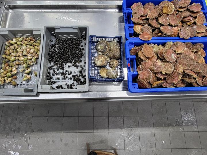 Vente de coquillages et crustacés Erquy