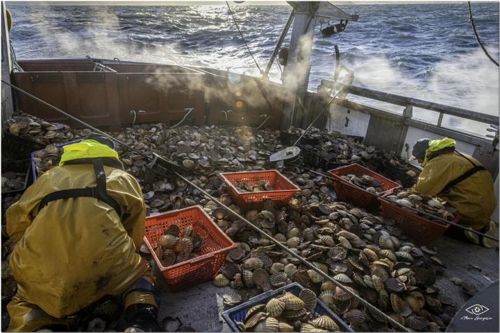Vente de fruits de mer Erquy