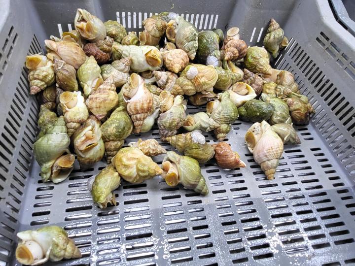 Vente de coquillages et crustacés Erquy