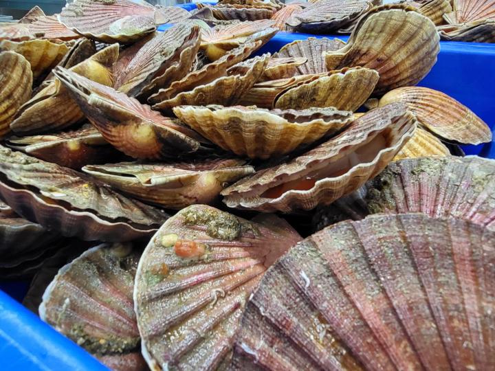 Vente de fruits de mer Erquy